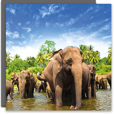 Sri Lanka Wilderness